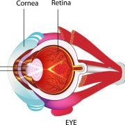 Knowing your Eyes Deeper: Parts & Functions of the Eye