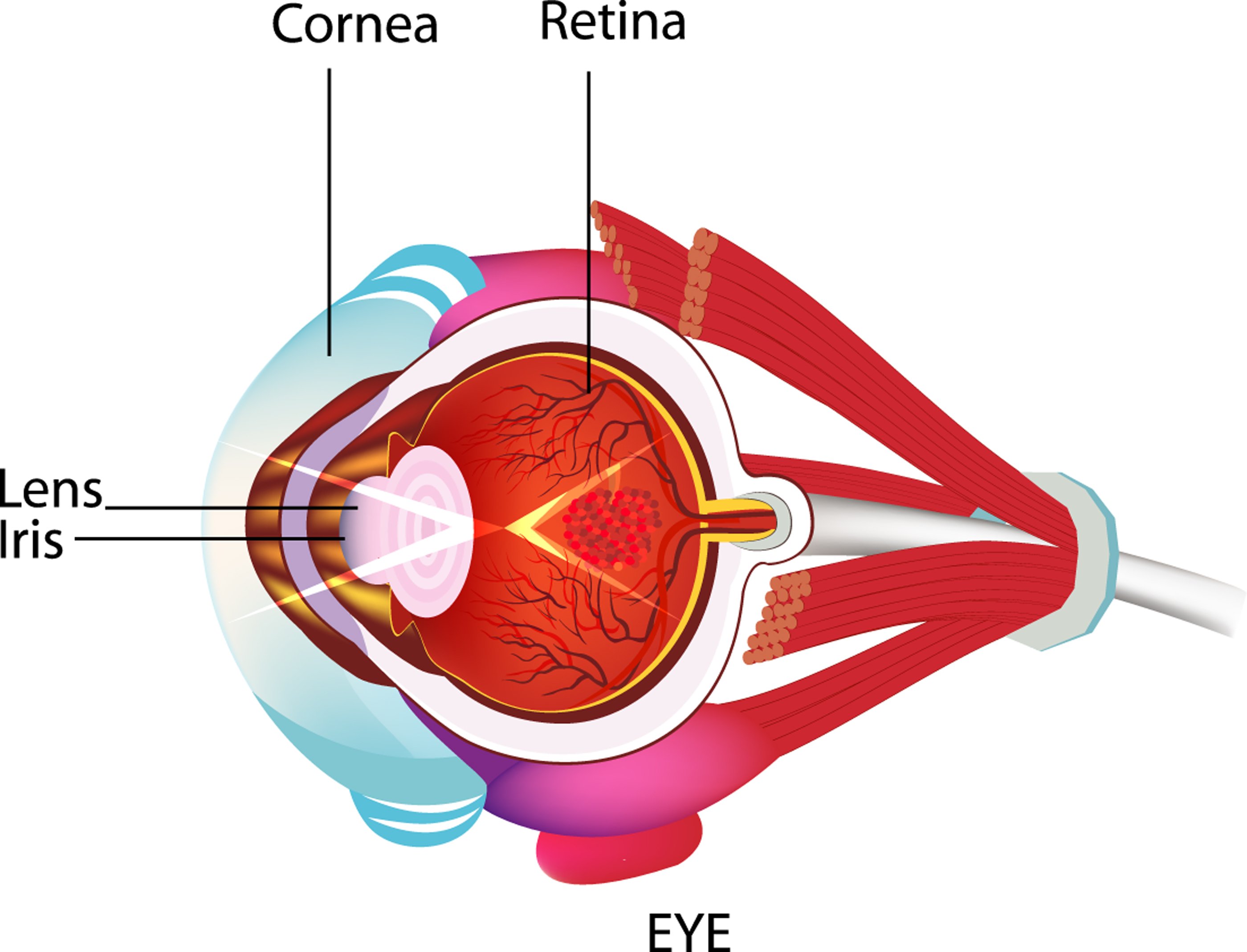 Knowing your Eyes Deeper: Parts & Functions of the Eye