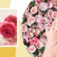 Beauty Benefits Of Rose Water | Shinagawa Blog