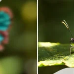 Side-by-side comparison of blurred and clear butterfly vision, symbolising the effects of compound myopic astigmatism on visual clarity