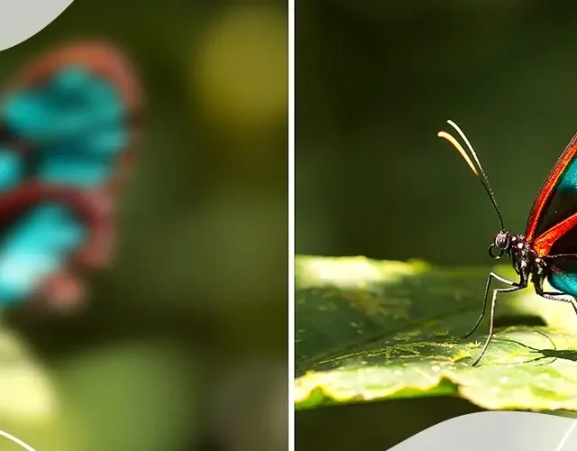 Side-by-side comparison of blurred and clear butterfly vision, symbolising the effects of compound myopic astigmatism on visual clarity