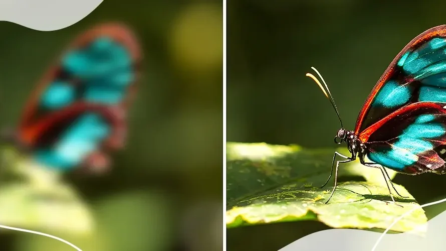 Side-by-side comparison of blurred and clear butterfly vision, symbolising the effects of compound myopic astigmatism on visual clarity