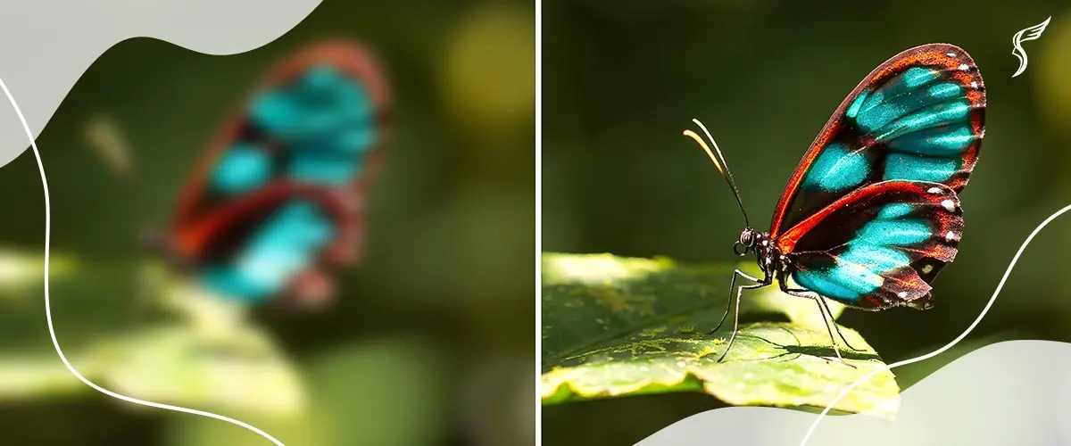 Side-by-side comparison of blurred and clear butterfly vision, symbolising the effects of compound myopic astigmatism on visual clarity